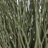 Fountain Grass Plant in Pot - Plastic - Height 50 cm - Green