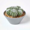 Buy Artificial Barrel Cactus Arrangement in Round 17cm Grey
