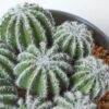 Homescapes Artificial Barrel Cactus Arrangement in Round Grey Pot, 17 cm Tall