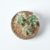 Homescapes-Echinocactus-Artificial-Cactus-in-Round-Wooden-Planter-15-cm-Tall-2 Homescapes Echinocactus Artificial Cactus in Round Wooden Planter, 15 cm Tall