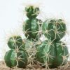 Homescapes-Echinocactus-Artificial-Cactus-in-Round-Wooden-Planter-15-cm-Tall-4 Homescapes Echinocactus Artificial Cactus in Round Wooden Planter, 15 cm Tall