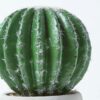 Homescapes Golden Barrel Artificial Cactus in Contemporary Stone Pot, 19 cm Tall