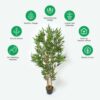 Homescapes Green 5ft Bamboo Tree Artificial Plant with Pot, 155 cm