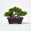 Homescapes Set of 2 Artificial Bonsai Trees in Decorative Pots, 15 cm Tall