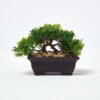 Homescapes Set of 2 Artificial Bonsai Trees in Decorative Pots, 15 cm Tall