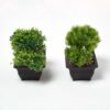 Homescapes Set of 2 Artificial Bonsai Trees in Decorative Pots, 15 cm Tall