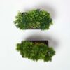 Homescapes Set of 2 Artificial Bonsai Trees in Decorative Pots, 15 cm Tall
