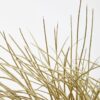 Orsina Fiori Artificial Grass Plant In Ceramic Pot, Faux Plant Decor With Natural Withered Look, Easy Maintenance