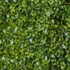 Outsunny-12PCS-50cm-x-50cm-Artificial-Boxwood-Panel-Milan-Grass-with-Flowers-7 Outsunny 12PCS 50cm x 50cm Artificial Boxwood Panel Milan Grass with Flowers