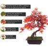 Pegdev 50cm Artificial Red Maple Bonsai Tree with Decorative Planter