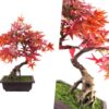 Pegdev 50cm Artificial Red Maple Bonsai Tree with Decorative Planter