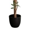 True Products Artificial Olive Topiary Tree Natural Wood Trunk 122cm